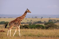 niezapomniania wycieczka - Safari